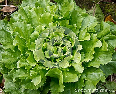 Fresh Lettuce Stock Photo