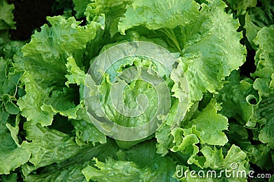 Fresh lettuce Stock Photo