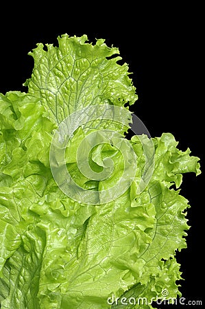 Fresh lettuce Stock Photo