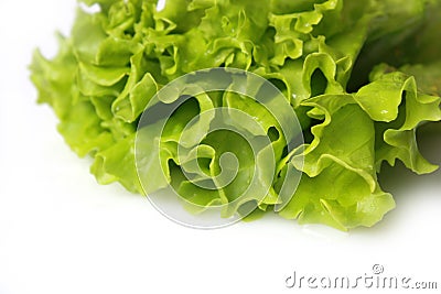 Fresh lettuce Stock Photo