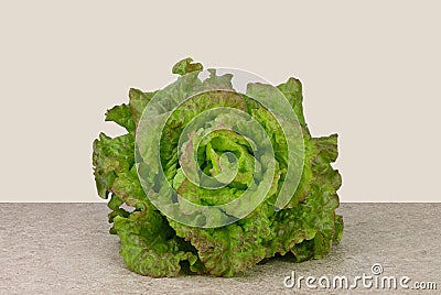 fresh lettuce head isolated Stock Photo
