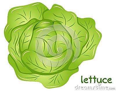 Fresh lettuce head Vector Illustration