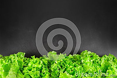 Fresh lettuce leaves border over chalk black board Stock Photo