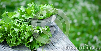 Fresh lettuce leaves, close up, Organic food , agriculture and hydroponic conccept. BANNER Stock Photo
