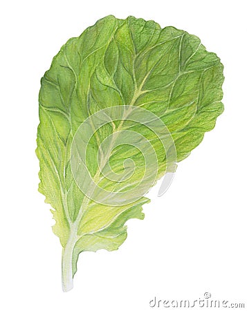 Fresh Lettuce. One Salad Leaf isolated on white background. Green dill. Watercolor illustration. Realistic botanical art Cartoon Illustration