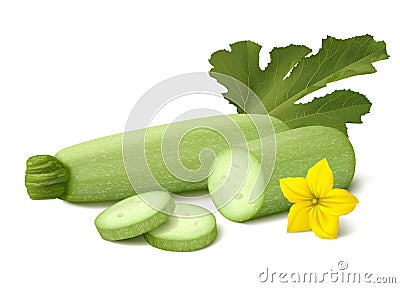 Fresh light green vegetable marrow zucchini on white background Vector Illustration