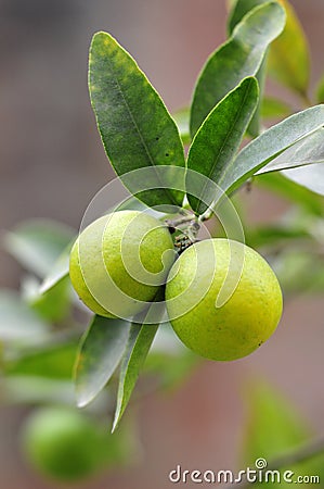 Fresh lime Stock Photo