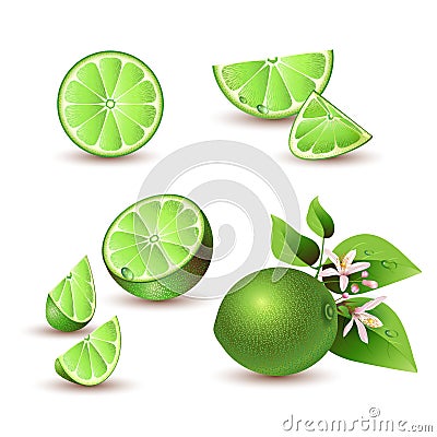 Fresh lime with flowers Vector Illustration