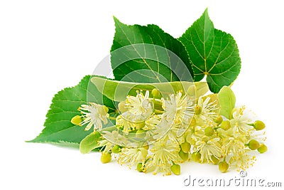 Fresh lime flowers on a white background. Stock Photo