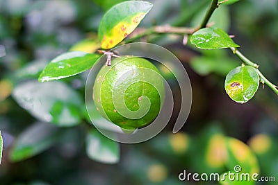 Fresh lime with leaf Stock Photo