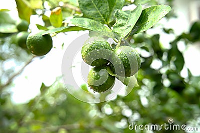 Fresh limes or green lemon on the lime tree. Stock Photo