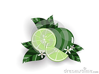 Fresh limes with leaves, slices limes and lime flowers isolated on white background Vector Illustration