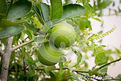 Fresh limes on lime tree Stock Photo