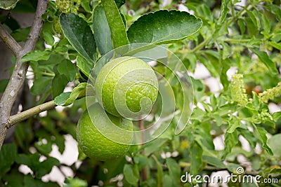 Fresh limes on lime tree Stock Photo