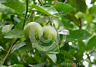 Fresh limes on plant Stock Photo