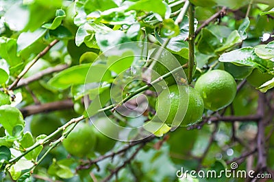 Fresh limes raw green lemon hanging on a lime tree in garden Stock Photo