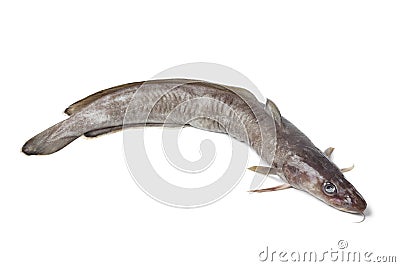 Fresh ling fish Stock Photo