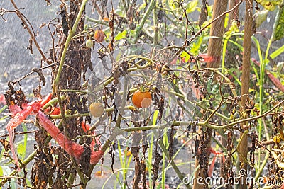 Little tomato on tree in the garden at thailand Stock Photo