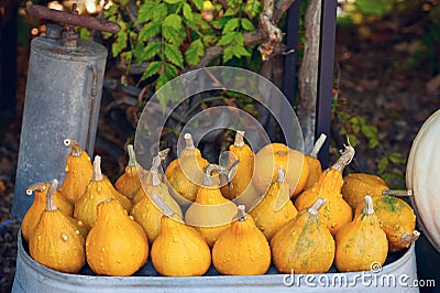 Fresh little yellow pumpkins Stock Photo