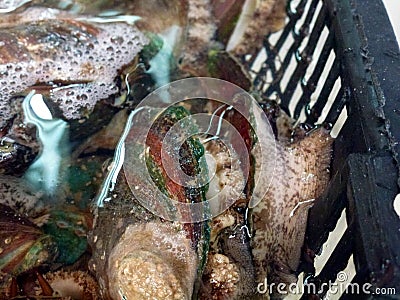 Fresh and live abalone, sold in the seafood market Stock Photo