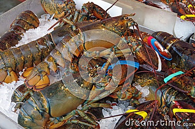 Fresh live lobsters on ice Stock Photo