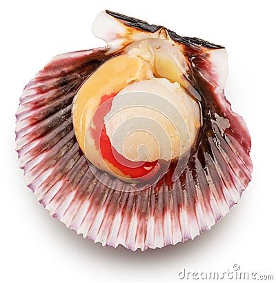 Fresh live opened scallop with scallop roe or coral close up. File contains clipping path Stock Photo