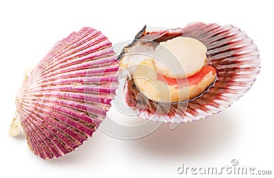 Fresh live opened scallop with scallop roe or coral close up. File contains clipping path Stock Photo