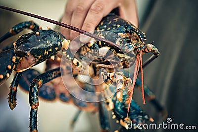 Fresh Lobster Stock Photo