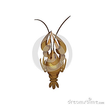 Fresh lobster on white background. Sea inhabitant. Vector Illustration