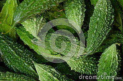 Fresh local momordica. Momordica charantia known as bitter melon, bitter gourd or balsam-pear. Bitter squash background Stock Photo