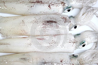 Fresh Loligo vulgaris squid seafood of isolated. Stock Photo