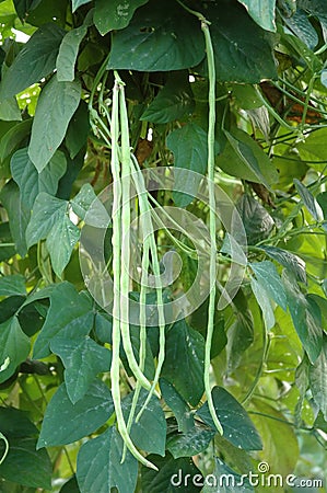 Fresh long bean Stock Photo