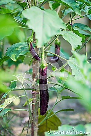Fresh long purple brinjal eggplant hanging on the plant Stock Photo