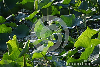 Fresh lotus leaves welcoming sunlight Stock Photo