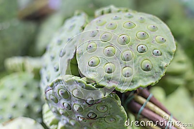 Fresh lotus seed, it was developed from lotus pollen to seed. It was used as Asian traditional medicine and cuisine, it has many Stock Photo