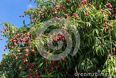 Fresh lychee on the tree. Lychee trees covered with Ripe Lychees. Ripe lychee fruits on tree in the plantation. Stock Photo