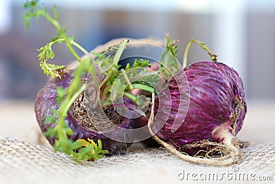 Fresh maca roots or Peruvian ginseng Stock Photo