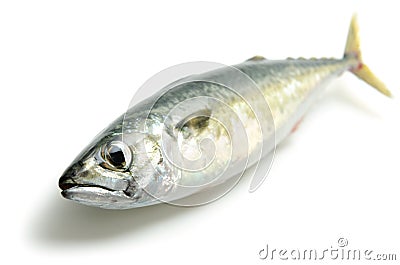 Fresh mackerel Stock Photo
