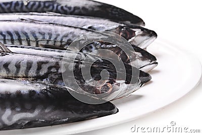 Fresh Mackerel Stock Photo