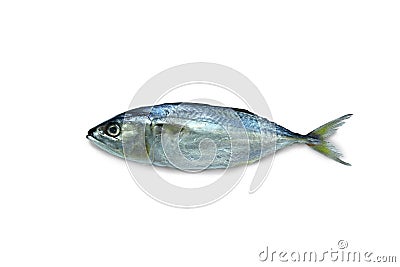 Fresh Mackerel Fish for cooking Stock Photo