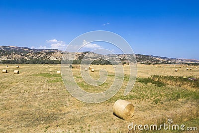 Fresh made straw bales in a grain field Stock Photo