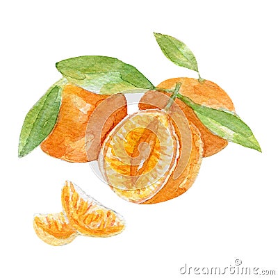 Fresh mandarins illustration. Hand drawn watercolor on white background. Cartoon Illustration