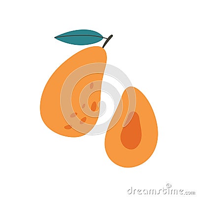 Fresh mango. Exotic and tropical fruit. Healthy food. Vector illustration in flat style Vector Illustration