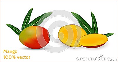 Fresh mango with slice of mango. Photorealistic vector image. Vector Illustration