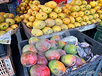 Fresh mangoes at a local market in india Editorial Stock Photo