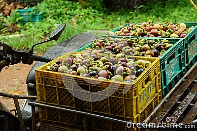 Fresh Mangosteen; Exotic Fruit in Thailand Stock Photo