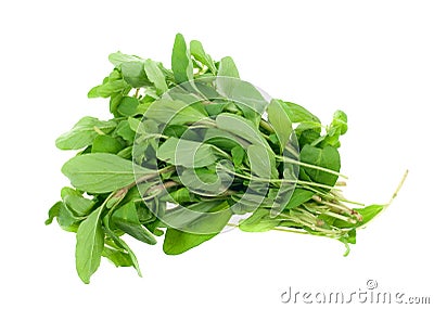 Fresh marjoram herb Stock Photo