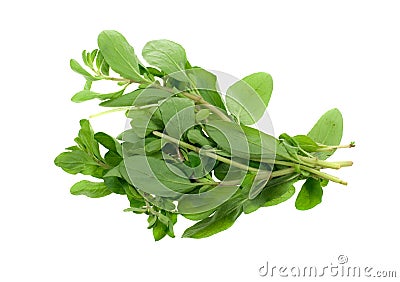 Fresh marjoram herb Stock Photo