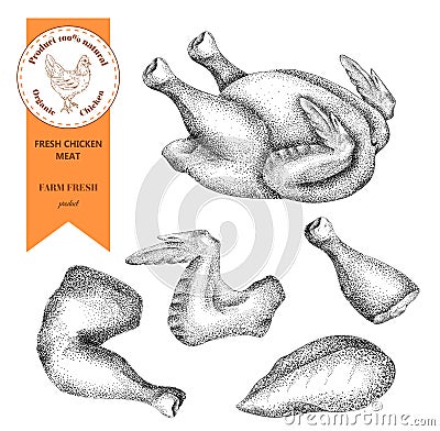 Fresh meat chicken. Vintage engraved illustration Vector Illustration