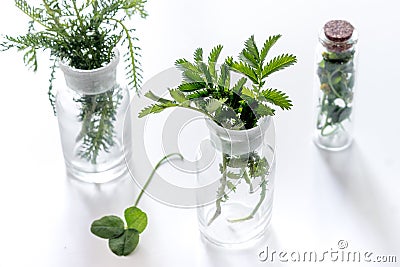 Fresh medicinal herbs in glass on white background Stock Photo